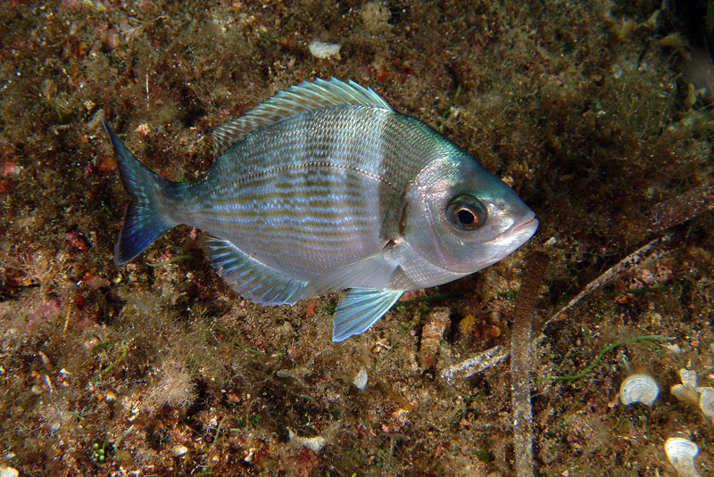 Spondyliosoma cantharus